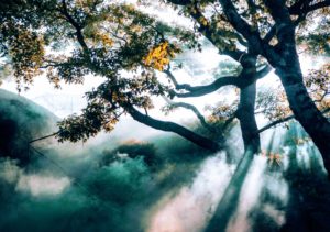 Licht Baum Lebensüberzeugung - Platon Kiriazidis