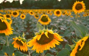 Sonnenblumen Feld - Platon Kiriazidis